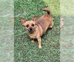 Small #1 Chihuahua