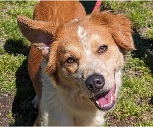 Australian Shepherd-pomeranian spitz Mix Dogs for adoption in Anniston, AL, USA