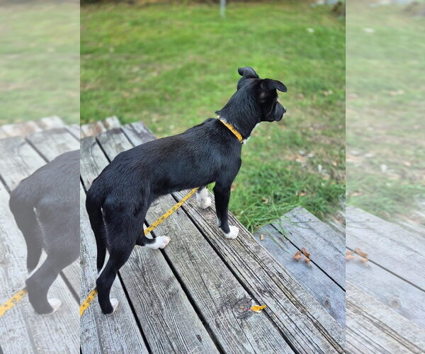 Medium Photo #3 Mutt Puppy For Sale in New London, WI, USA