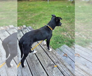 Winston - Male Mutt Dog for Adoption - Photo #3
