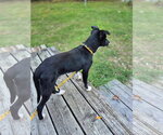 Small Photo #3 Mutt Puppy For Sale in New London, WI, USA