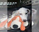 Small #12 Labrador Retriever Mix