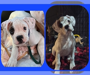 Boxer Puppy for sale in SAPULPA, OK, USA