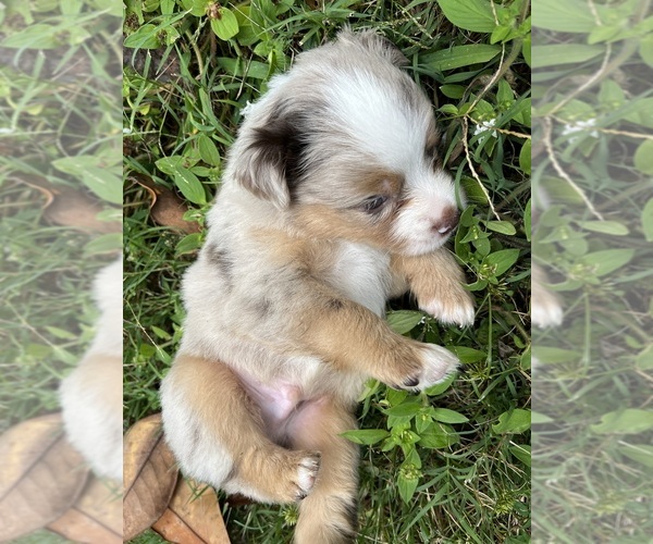 Medium Photo #13 Miniature Australian Shepherd Puppy For Sale in MONTICELLO, SC, USA