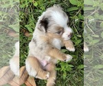 Small #12 Miniature Australian Shepherd