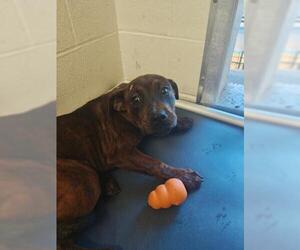 Mutt Dogs for adoption in Jackson, CA, USA