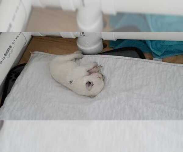 Medium Photo #16 Labrador Retriever Puppy For Sale in NEW LENOX, IL, USA