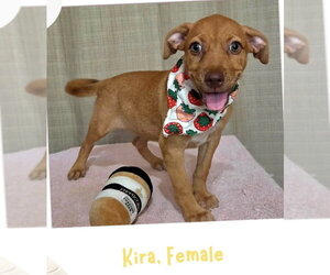 Labrador Retriever-Unknown Mix Dogs for adoption in Jefferson, NJ, USA