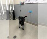 Small Labsky