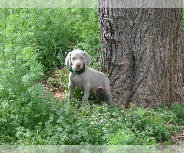 Medium Photo #5 Weimaraner Puppy For Sale in AMORITA, OK, USA