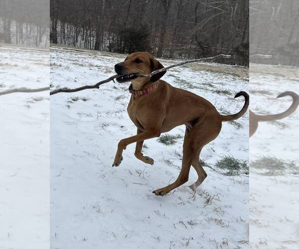 Medium Photo #2 Doberman Pinscher-Unknown Mix Puppy For Sale in Randleman , NM, USA