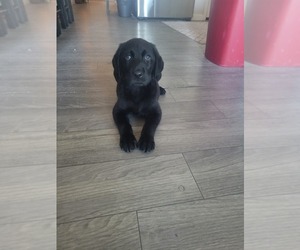 Labrador Retriever Puppy for sale in ARIZONA CITY, AZ, USA