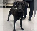 Small #4 Labrador Retriever Mix