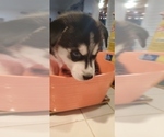 Small #2 Siberian Husky