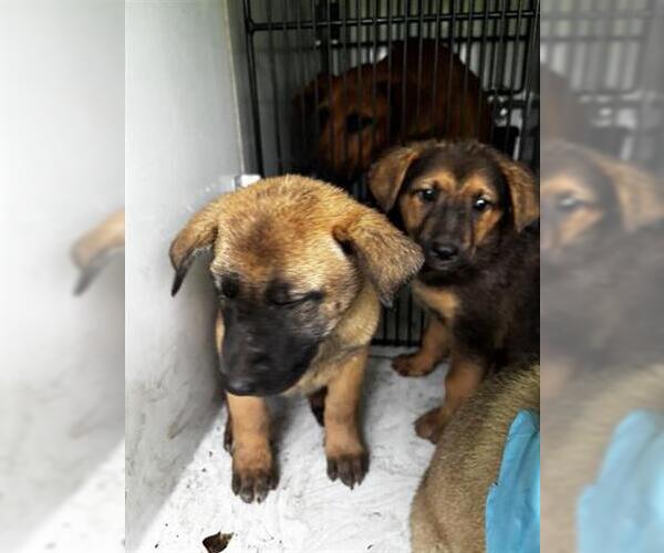 Medium Photo #1 German Shepherd Dog-Redbone Coonhound Mix Puppy For Sale in Houston, TX, USA