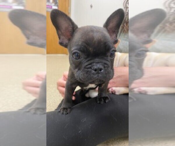 Medium Photo #14 French Bulldog Puppy For Sale in PARAGON, IN, USA