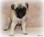 Small Photo #36 Pug Puppy For Sale in WINNSBORO, TX, USA