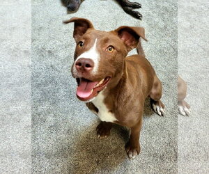 American Pit Bull Terrier-Unknown Mix Dogs for adoption in Germantown, OH, USA