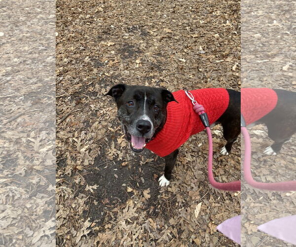 Medium Photo #5 Plott Hound-Unknown Mix Puppy For Sale in Holly Springs, NC, USA