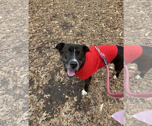 Walton - Male Plott Hound-Unknown Mix Dog for Adoption - Photo #5