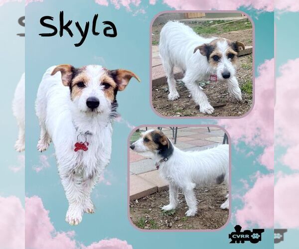 Medium Photo #1 Jack Russell Terrier Puppy For Sale in Lindsay, CA, USA