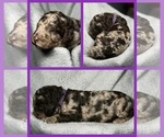 Puppy 8 Goldendoodle