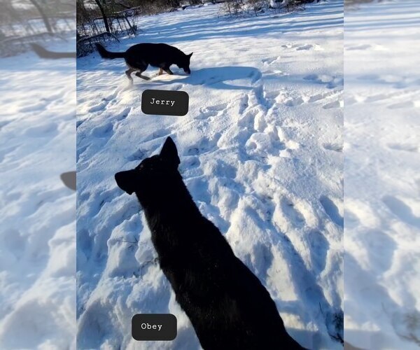 Medium Photo #1 German Shepherd Dog Puppy For Sale in KANSAS CITY, MO, USA