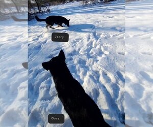 Father of the German Shepherd Dog puppies born on 11/04/2025