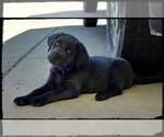 Small #24 Labrador Retriever