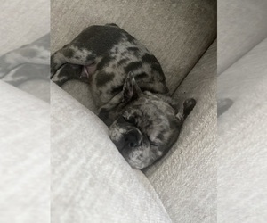 French Bulldog Puppy for sale in WESLEY CHAPEL, FL, USA