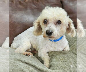 Bichon Frise Dogs for adoption in Bon Carbo, CO, USA