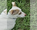 Small #2 Chiweenie