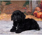 Lavender - Female Cavapoo (Miniature) Puppy for Sale - Photo #5