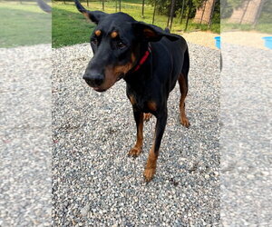 Vinny - Male Doberman Pinscher Dog for Adoption - Photo #9