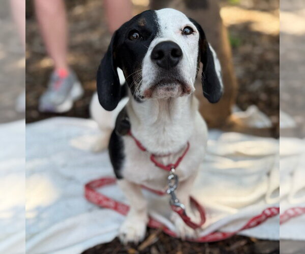 Medium Photo #7 Dachshund-Unknown Mix Puppy For Sale in Canton, CT, USA