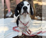 Small #6 Dachshund Mix