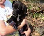 Puppy Atuanya Great Dane