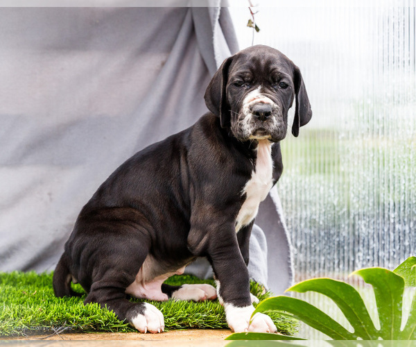 Medium Photo #31 Great Dane Puppy For Sale in WAKARUSA, IN, USA