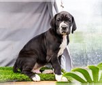 Small #7 Great Dane