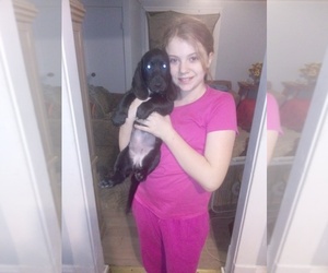 Basset Hound-Labrador Retriever Mix Puppy for sale in BUTLER, PA, USA