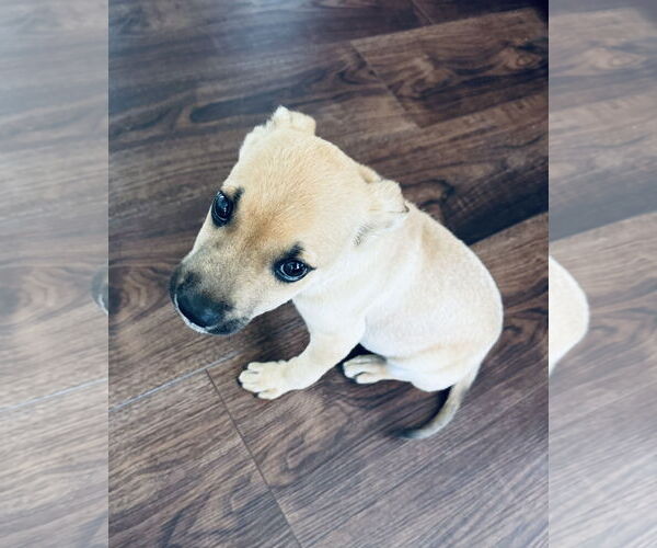 Medium Photo #13 Rat Terrier-Unknown Mix Puppy For Sale in Columbus, IN, USA