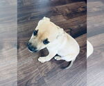 Small #12 Rat Terrier Mix