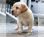 Small Photo #22 Labrador Retriever Puppy For Sale in SYRACUSE, IN, USA
