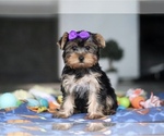 Small Yorkshire Terrier