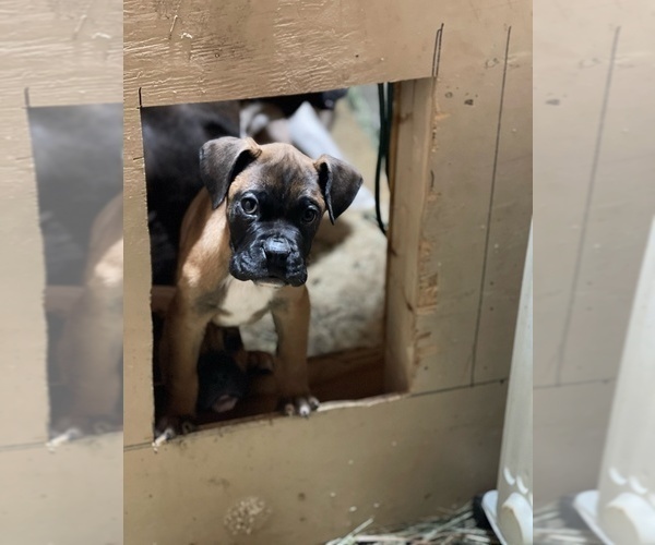 Medium Photo #4 Boxer Puppy For Sale in OAK LAWN, IL, USA