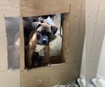Small Photo #4 Boxer Puppy For Sale in OAK LAWN, IL, USA