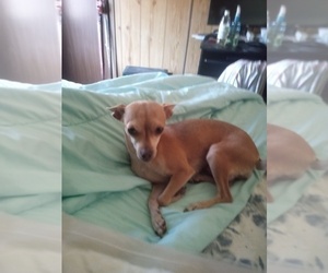 Mother of the Chihuahua puppies born on 05/18/2025