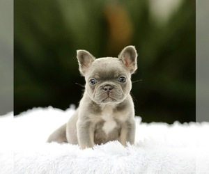 French Bulldog Puppy for sale in SAINT LOUIS, MO, USA