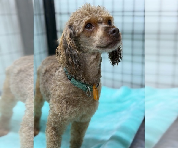 Medium Photo #1 Poodle (Miniature) Puppy For Sale in Mukwonago, WI, USA