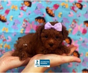 Poodle (Toy) Puppy for sale in WINNSBORO, LA, USA